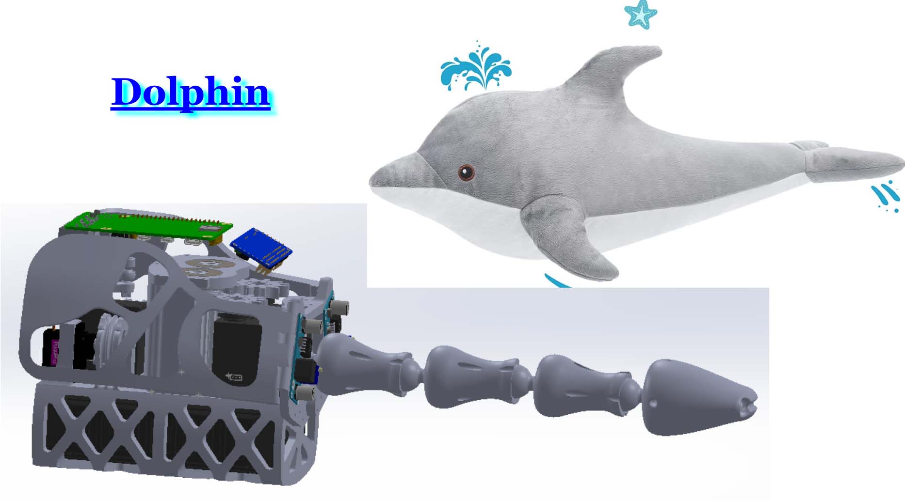 DOLPHIN